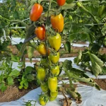 Cacho vertical de tomates no pé mostrando o ciclo de maturação, com frutos verdes na base e laranjas no topo.