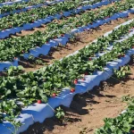 Linhas simétricas de plantação de morangos cultivados sobre canteiros cobertos com plástico branco.