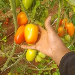 Colheita de Tomates no Pé
