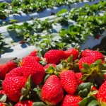 Close-up de uma porção de morangos vermelhos brilhantes colhidos com fundo desfocado da plantação.