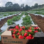 Caixa cheia de morangos no chão em frente a uma das fileiras da lavoura