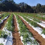 Plantação de tomates com mudas verdes alinhadas sobre solo coberto por lona de mulching branco e estacas de madeira.
