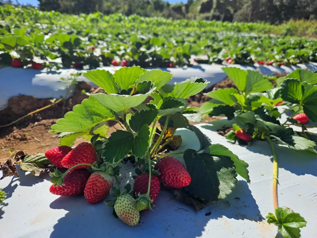 Plantação de morango em destaque com frutos vermelhos maduros e um fruto verde sobre o plástico de mulching branco.