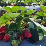 Plantação de morango em destaque com frutos vermelhos maduros e um fruto verde sobre o plástico de mulching branco.
