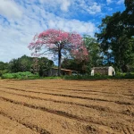 Propriedade Itinga monstrando a Paineira Rosa, árvore símbolo que gerou o ícone do logo Itinga