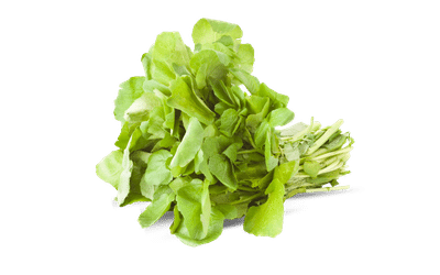 Rúcula orgânica fresca com folhas verdes, colhida e pronta para consumo.