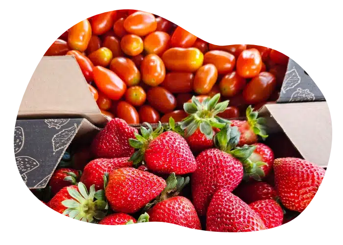 Morangos e tomates grape frescos em embalagens de papelão, com cores vibrantes e recorte orgânico.