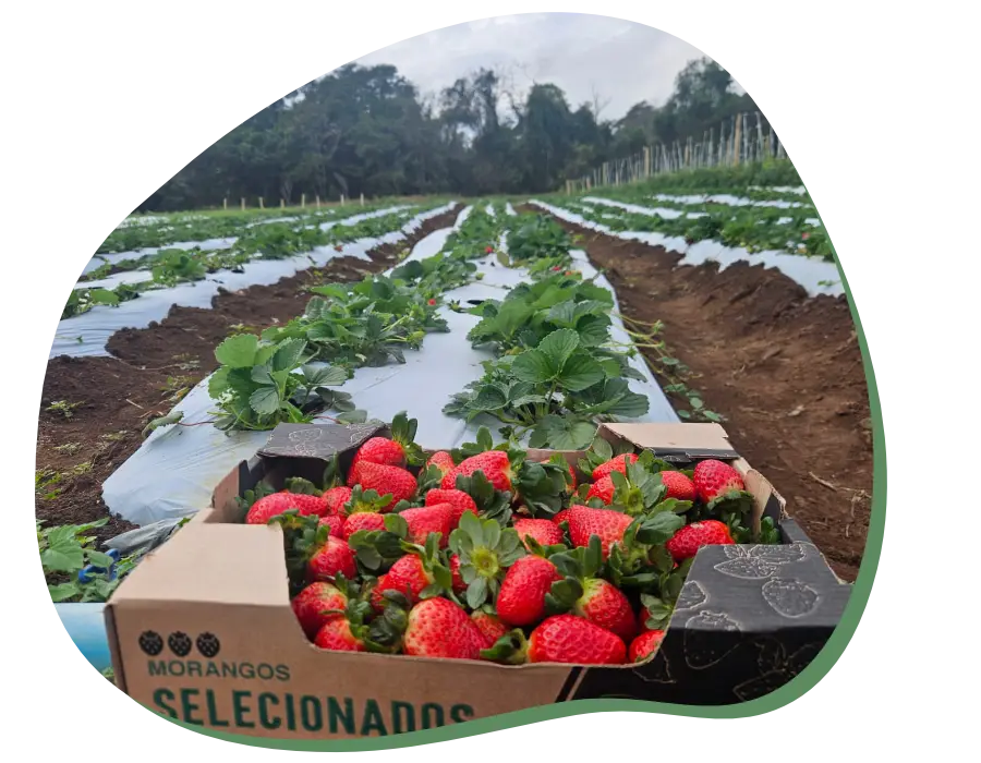 Caixa de morangos no canteiro de plantação de morangos como plano de fundo.