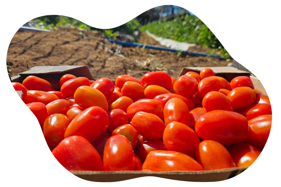 Tomate grape rosso recém colhidos.