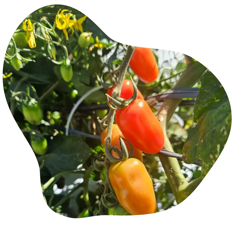 Tomates grape Rosso ainda não colhidos.